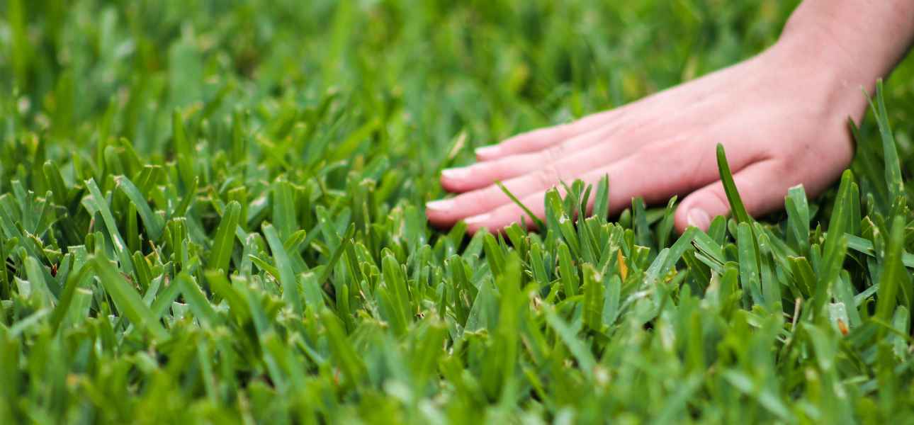 glyphosate-tolerant-provista-st-augustine-grass