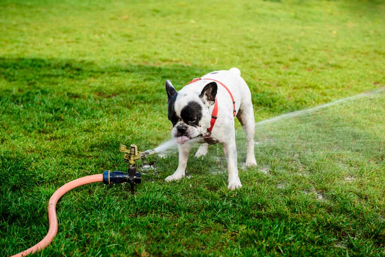 how-often-to-water-lawn