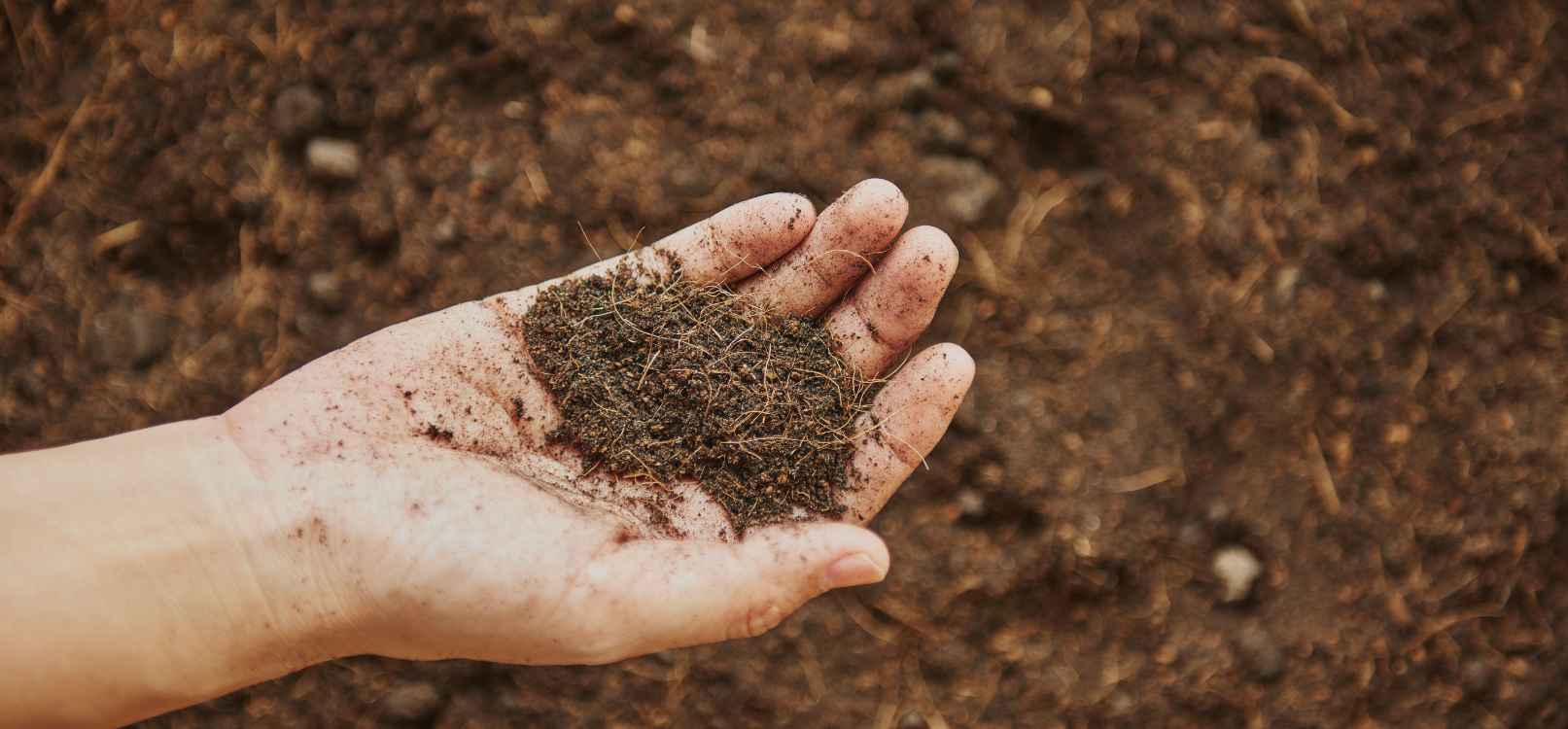 how-to-make-soil-more-acidic