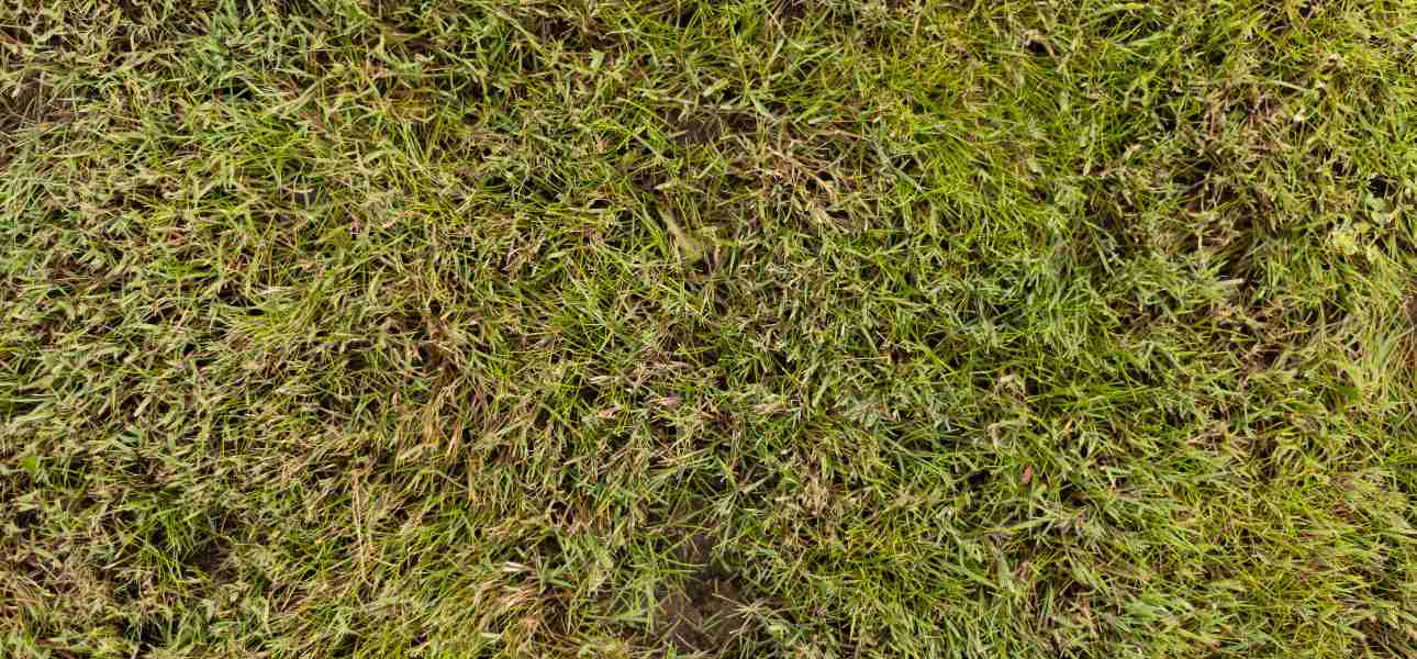 how-to-treat-lawn-fungus