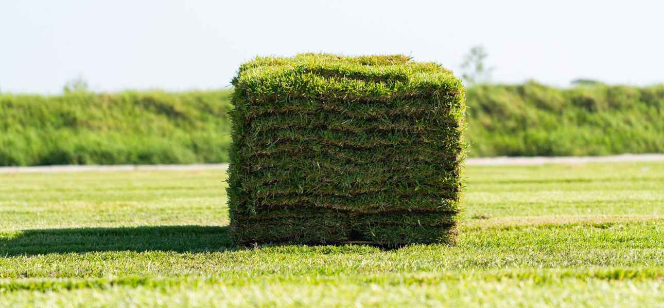 provista-st-augustine-sod-bethel-farms