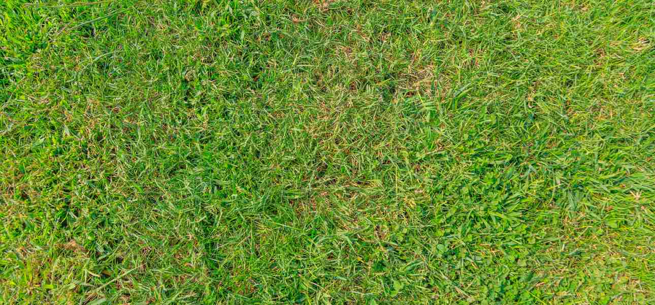 what-causes-lawn-fungus