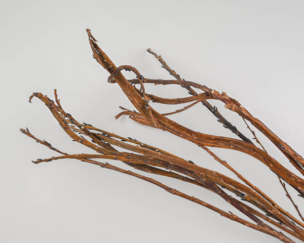 Curly Willow Branches for Arrangements - Long Stem Natural