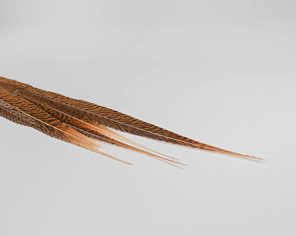 Ringneck Pheasant Feathers 20-22 inches - Purchase Pheasant Feathers