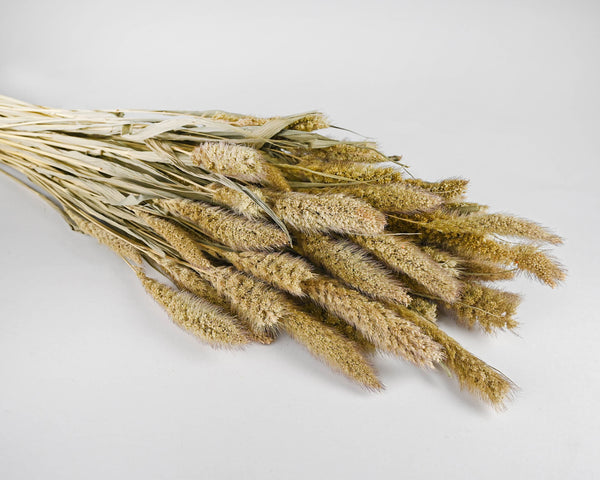 Ornamental Wild Grass (Dried Wild Grass)