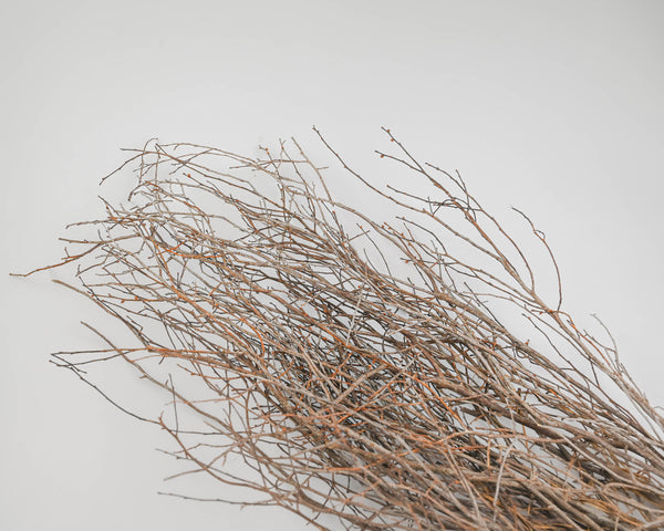 Curly Willow Branches for Arrangements - Long Stem Natural