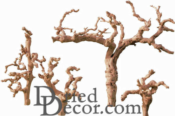Natural Ghostwood Branch Sandblasted 10-14 in (California Driftwood) -  Save-On-Crafts