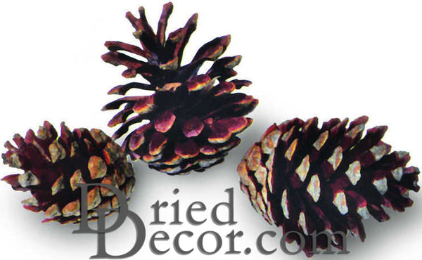 Pinecones 120 Small Pinecones 3/4-1 1/4 6 oz Mini Black Spruce Pinecones  for Crafts and Decor - Nautical Crush Trading