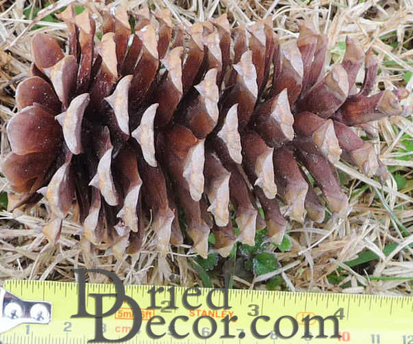 Pine Cones | Small Pine Cones | Mini Black Spruce Pine Cones | Pine Cone Filler (6 oz)