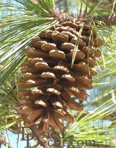 Jeffrey Large Pine Cones (PineCones)