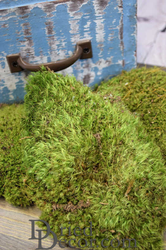 Mosscoat Curly Willow Topiary Ball