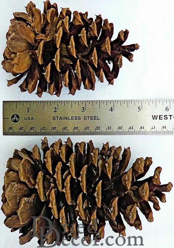 Jeffrey Large Pine Cones (PineCones)