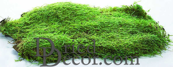 Dried Moss Pad Decorated Sheet 12 x 71 Inches Table Runners, Place Mats, Floor Cover Primrue