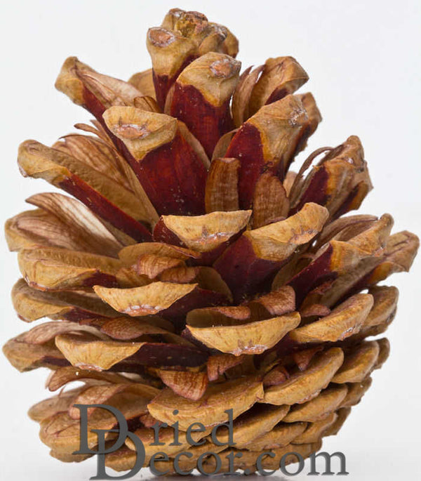 Pine Cones Ponderosa (Box/150)
