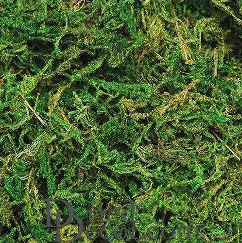 MOOD MOSS BULK NATURAL - 500 GRAM – HOME DECORATIVE ACCENTS