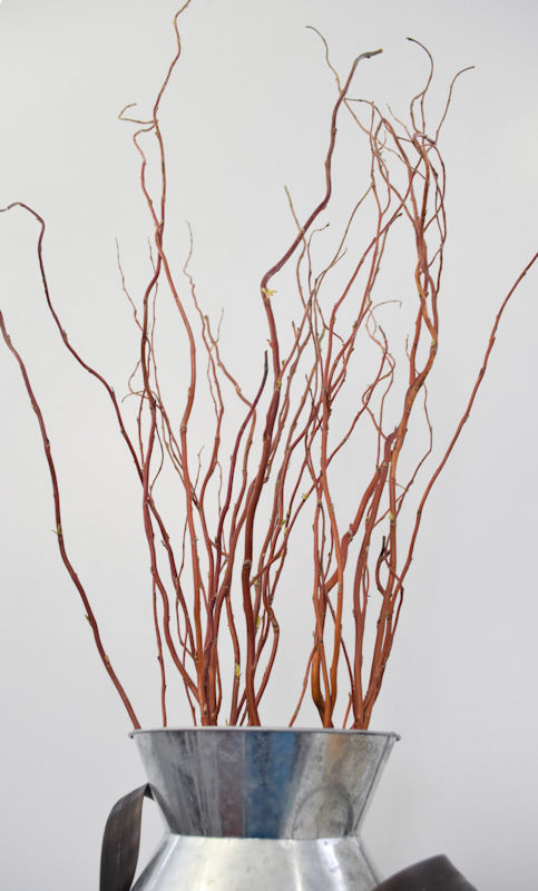 Dark Curly Willow (Weddings, Events, Centerpieces)