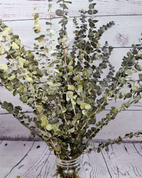 Dried Eucalyptus Basil Color