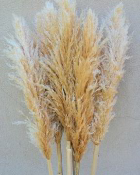 Dried Pampas Grass