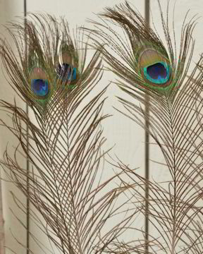 Peacock Eye Feathers