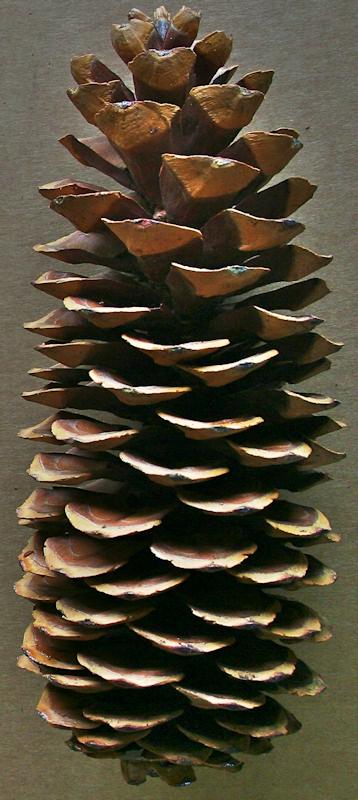 Sugar Pine Cones - Very Long Pine cones