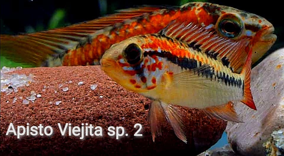 Apistogramma Viejita Sp.2 