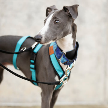 Arnés 3 Puntos Antiescape - ANTRACITA -  - arnes para perros azul