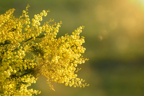 Weed Pollen