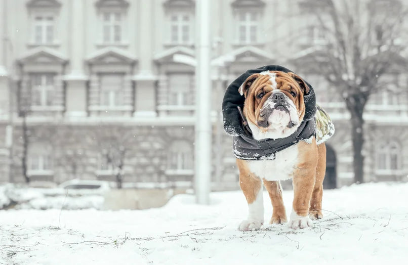 dog-in-the-snow-4.webp__PID:c76deddd-e36c-4cfb-9f4b-306919b5850d