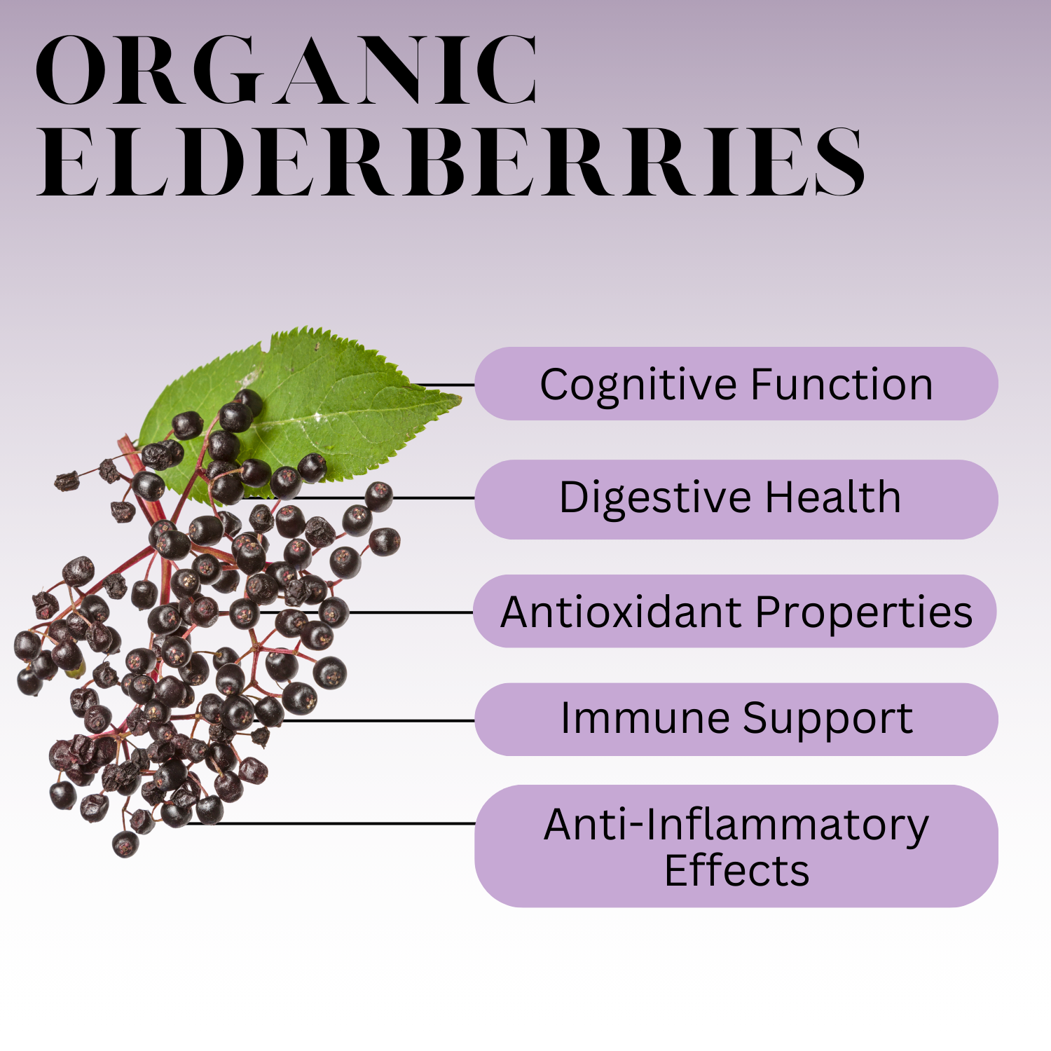 What are Elderberries? - History, Benefits, and More | Full Leaf Tea Company