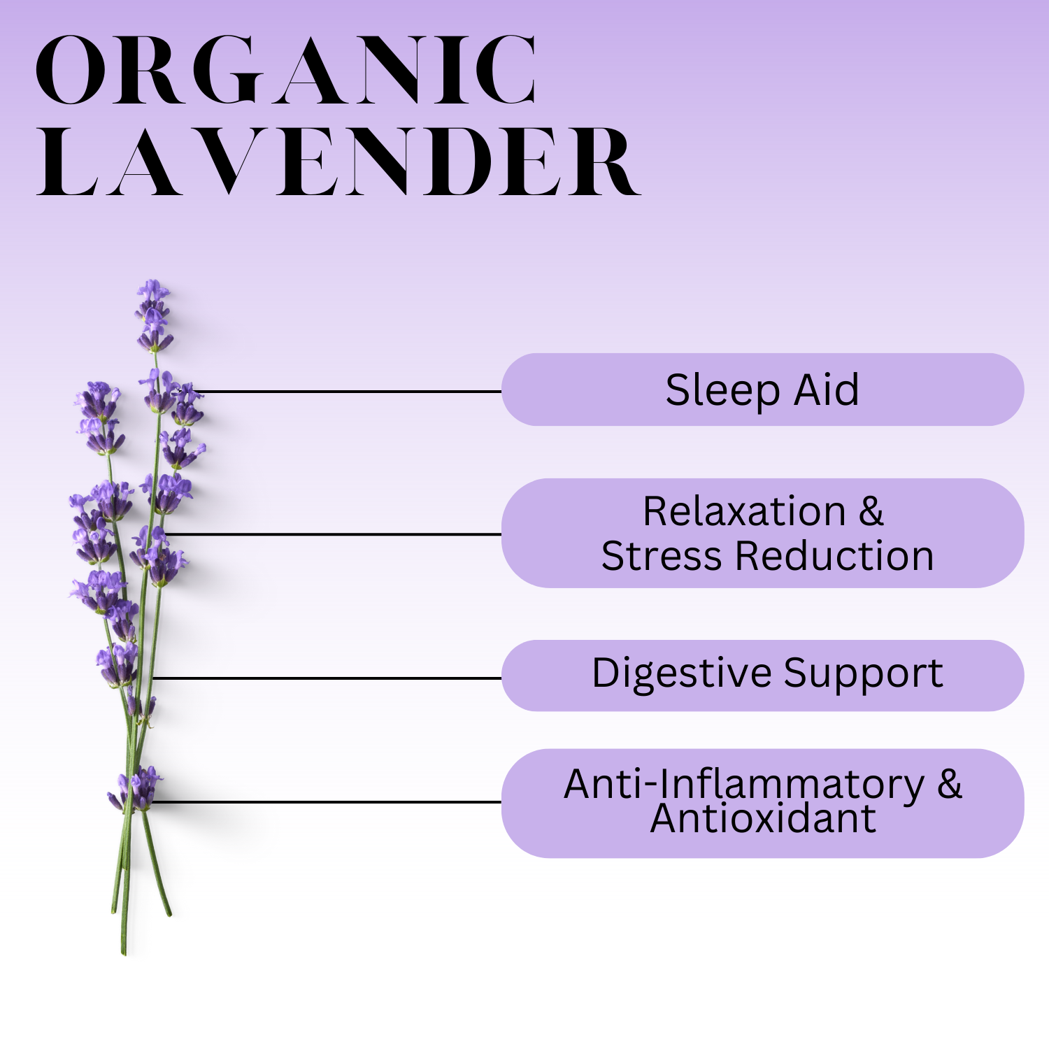 lavender health benefits chart: sleep aid, relaxation and stress reduction, digestive support, anti inflammatory, and antioxidant 