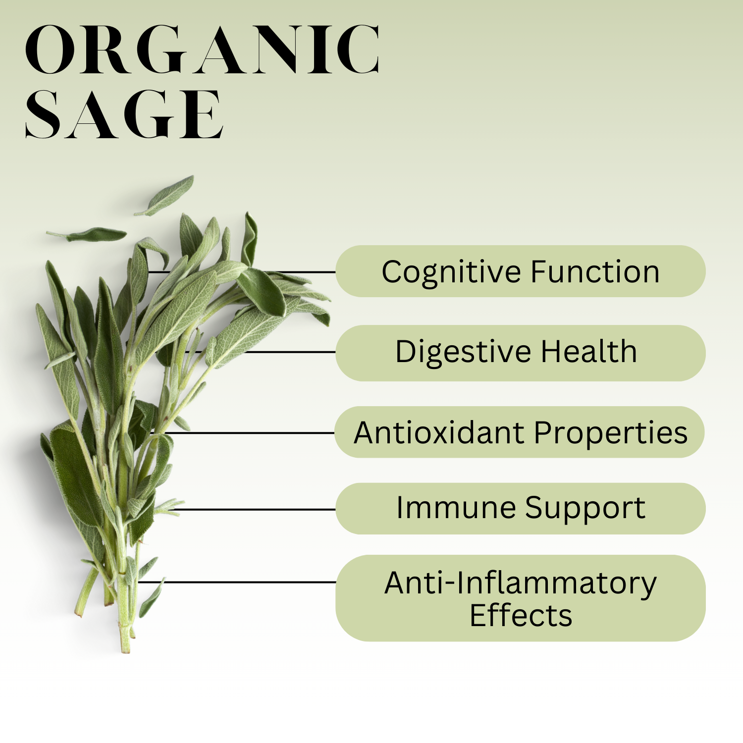 Sage: Health benefits, facts, and research