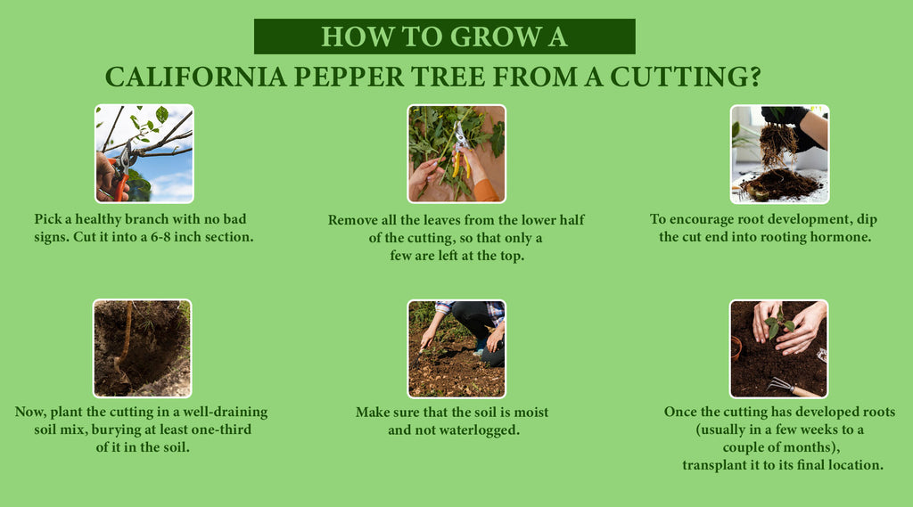 How to Grow a California Pepper Tree from a Cutting