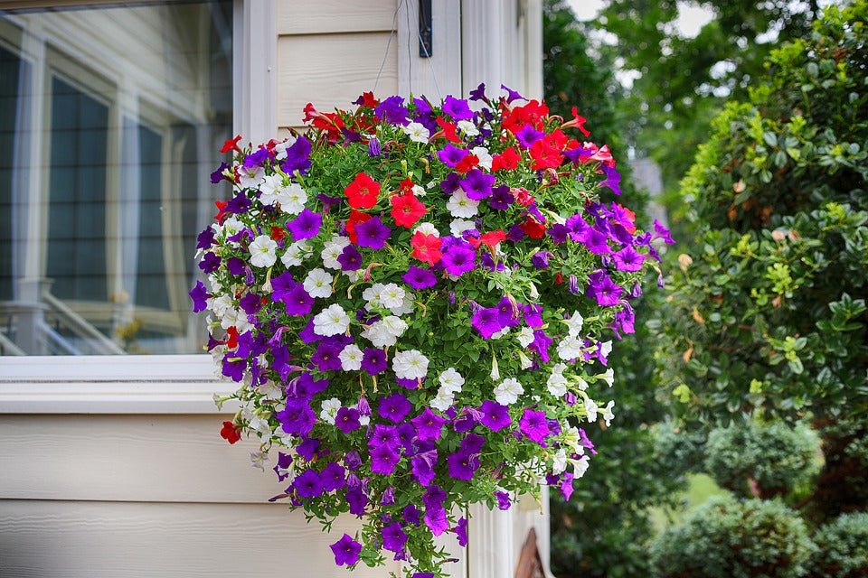 porchideasflowers