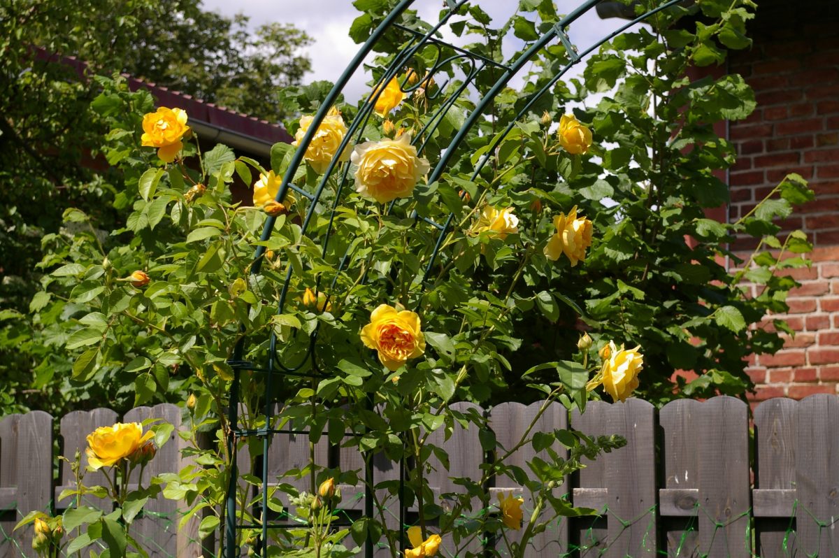 rose-arch