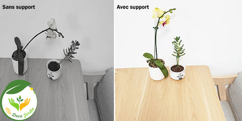 support plante
