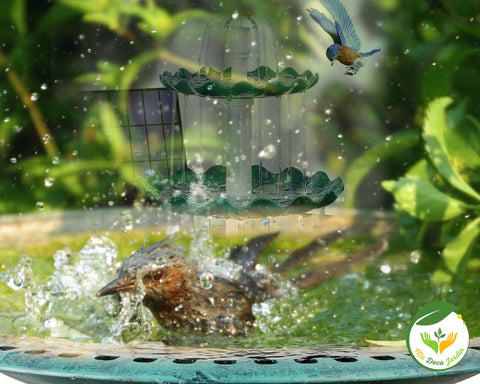 bain pour oiseaux