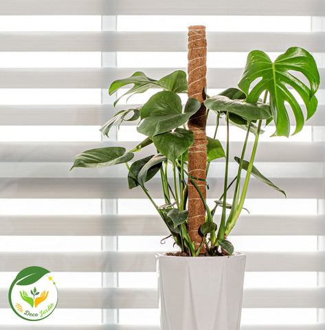 Support plante extensible