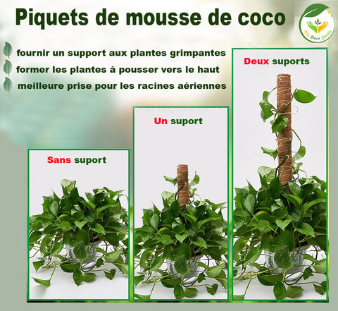support plantes