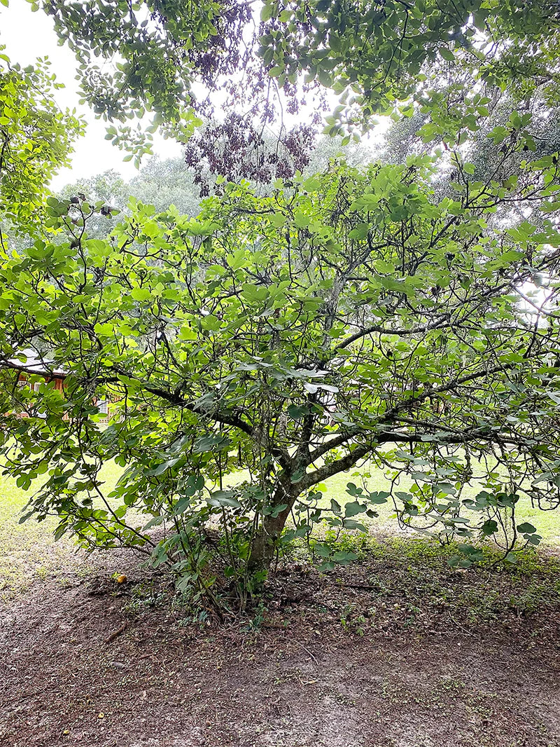 Harvesting Ripe Figs