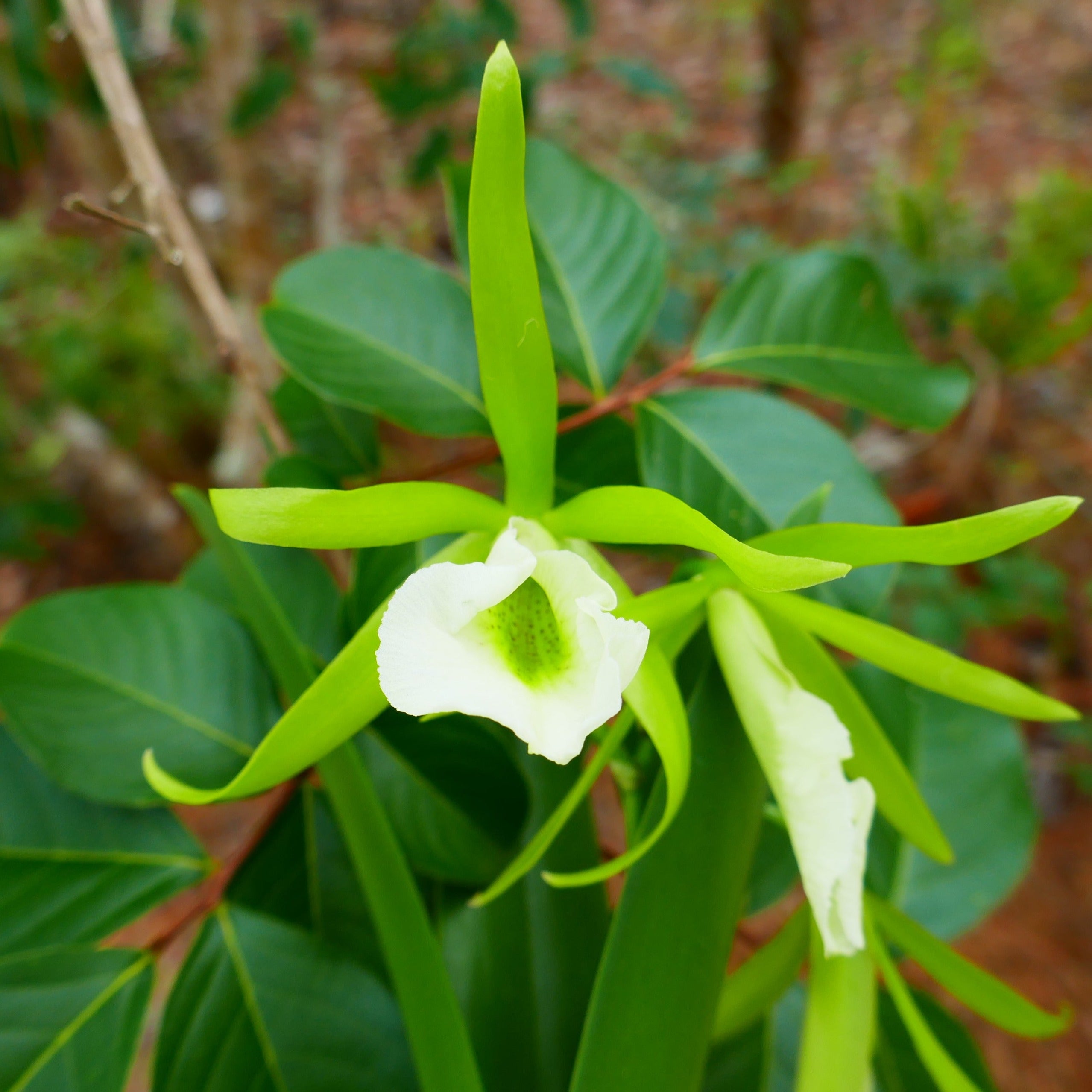 Procatavola Key Lime Stars 0