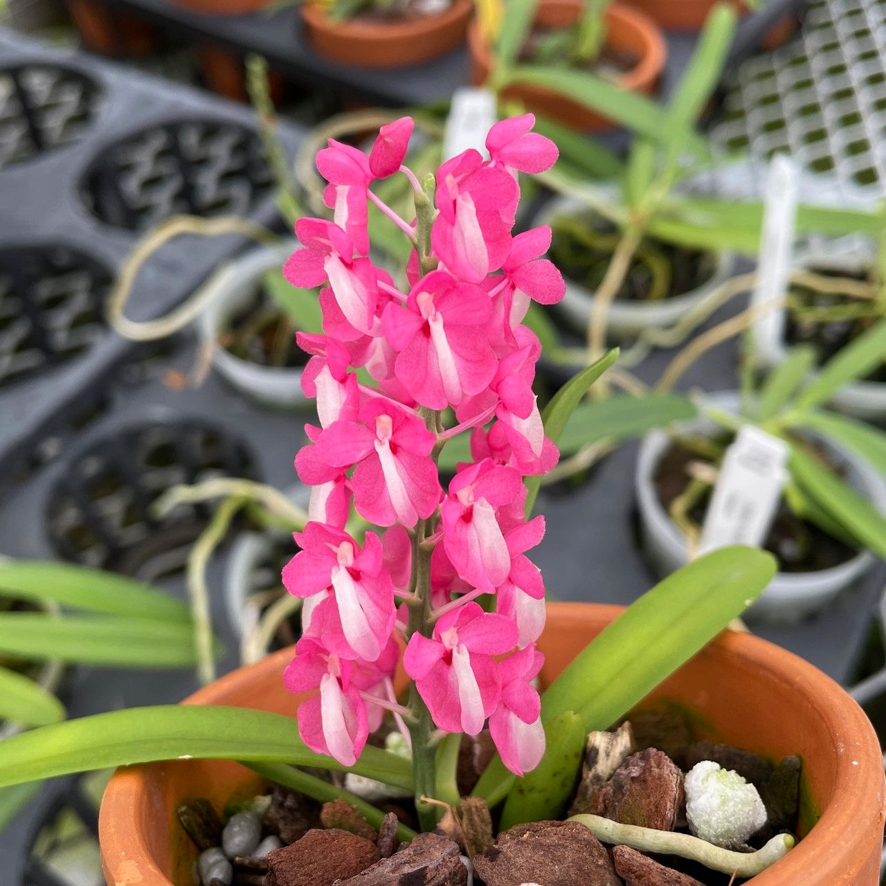 Dyakia hendersoniana 'Hawaii' 0