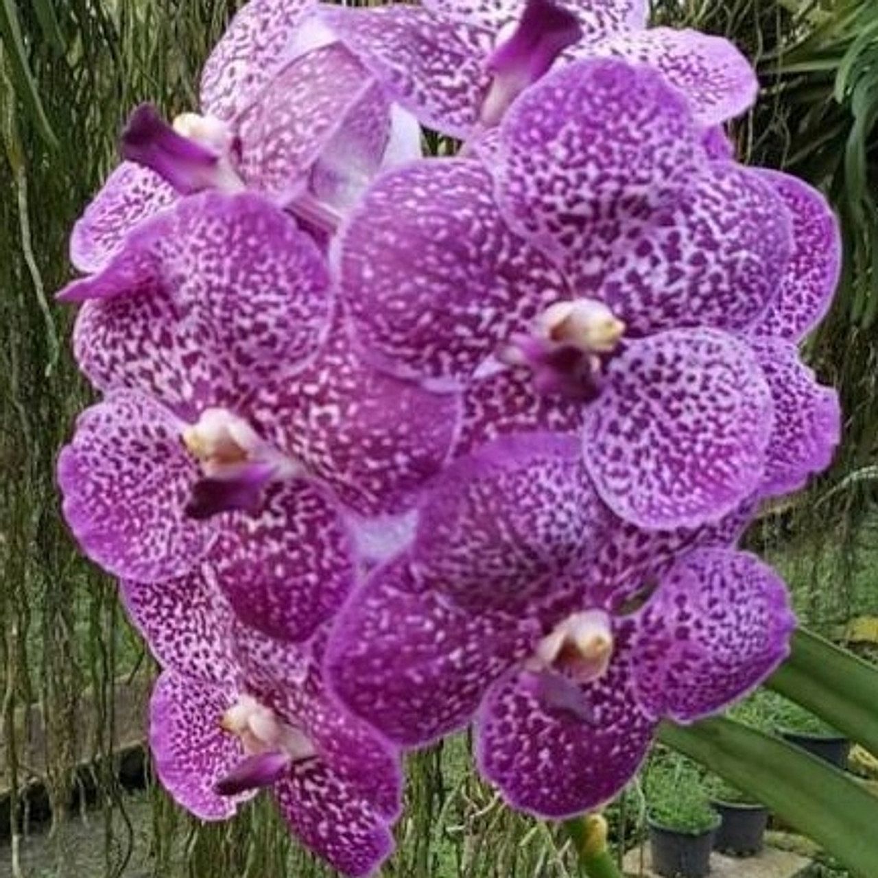 V. Kultana 'Brown' x V. Gordon Dillon 0