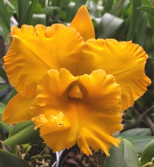 Rlc. Siam Pacific Delight 0