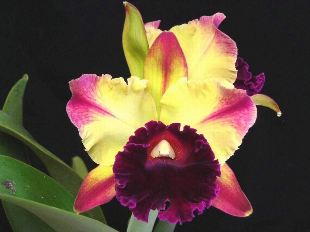 Blc. Toshie Aoki 'Starburst' 0