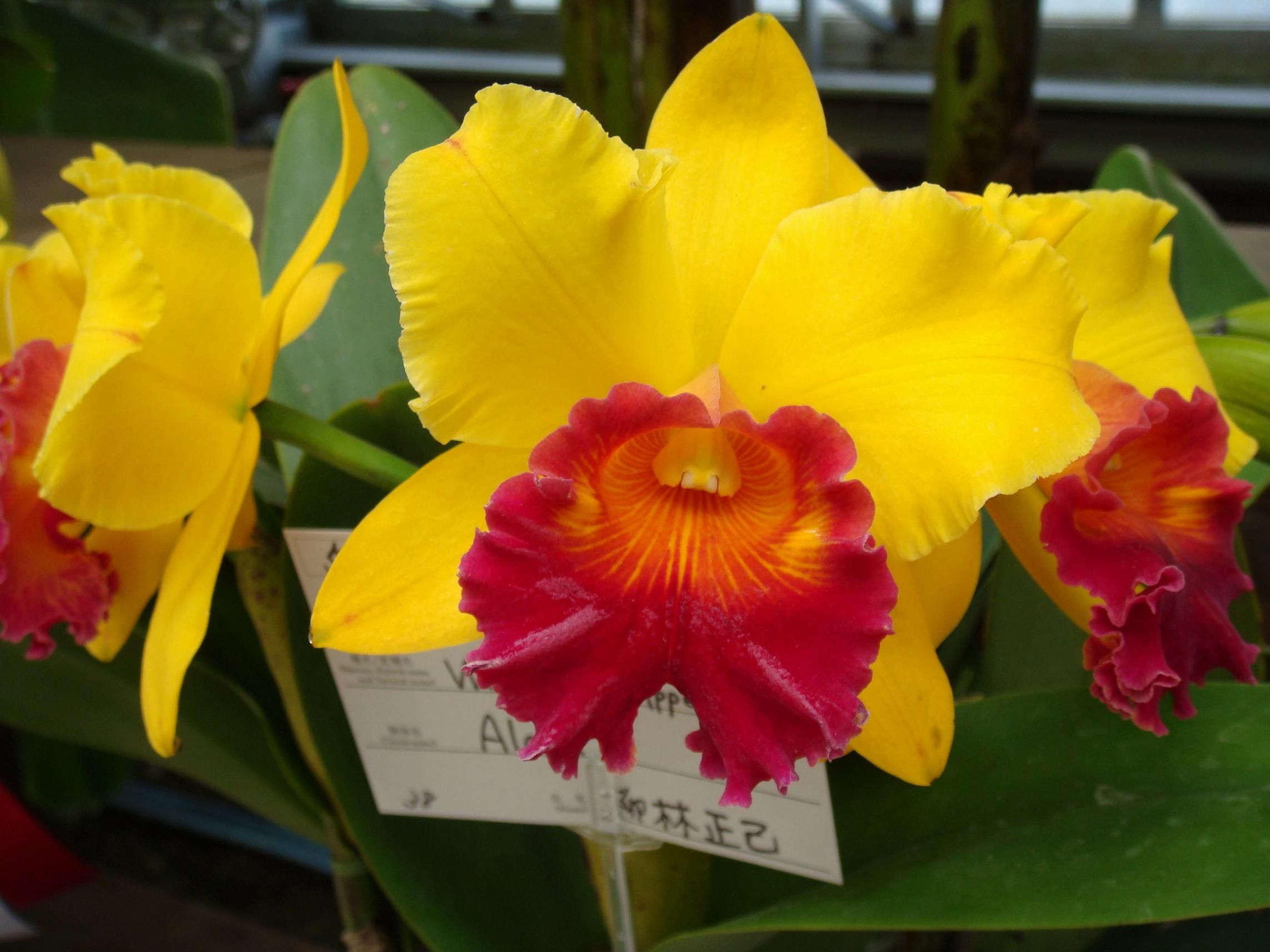 Blc. Waianae Appeal 'Carmela' 0