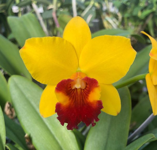 Rlc. Number One 'Maui Sunshine' x Rlc. Little Toshie 'Gold Country' 0