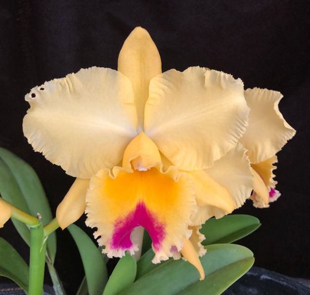 Rlc. Number One 'Maui Sunshine' x Rlc. Little Toshie 'Gold Country' 1