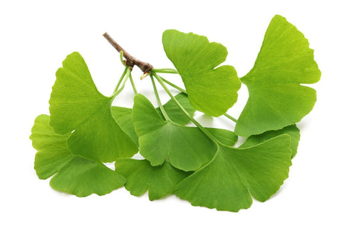 Ginkgo biloba is a tree that is native to China and it is one of the oldest living tree species that we know of, and has been cultivated there for over 2,500 years.