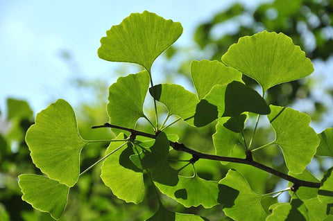Ginkgo biloba, also known as the maidenhair tree, is an ancient plant with a long history of use in traditional medicine. It’s been used for thousands of years and research has shown that it can have a number of benefits including improving memory, concentration and focus.
