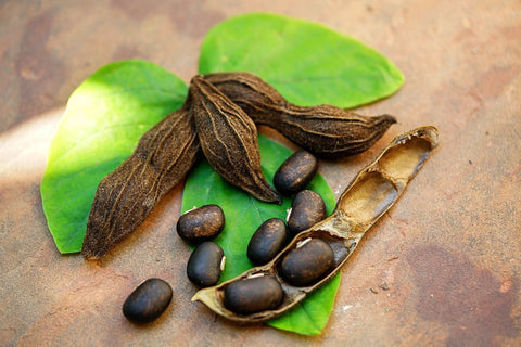 Mucuna Pruriens is a tropical legume plant that is native to Africa and Asia. It is a climbing vine that produces bean-like pods containing large, dark seeds. The seeds are rich in natural compounds, including L-dopa, a precursor to the neurotransmitter dopamine, which is responsible for regulating mood, motivation, and cognitive function. The plant also includes other organic substances, including antioxidants that help shield the body from the negative effects of free radicals and neurotransmitters like serotonin, which regulates mood.
